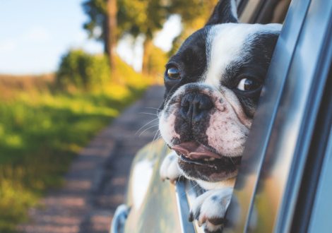 Consejos para viajar en coche, con tu mascota este verano